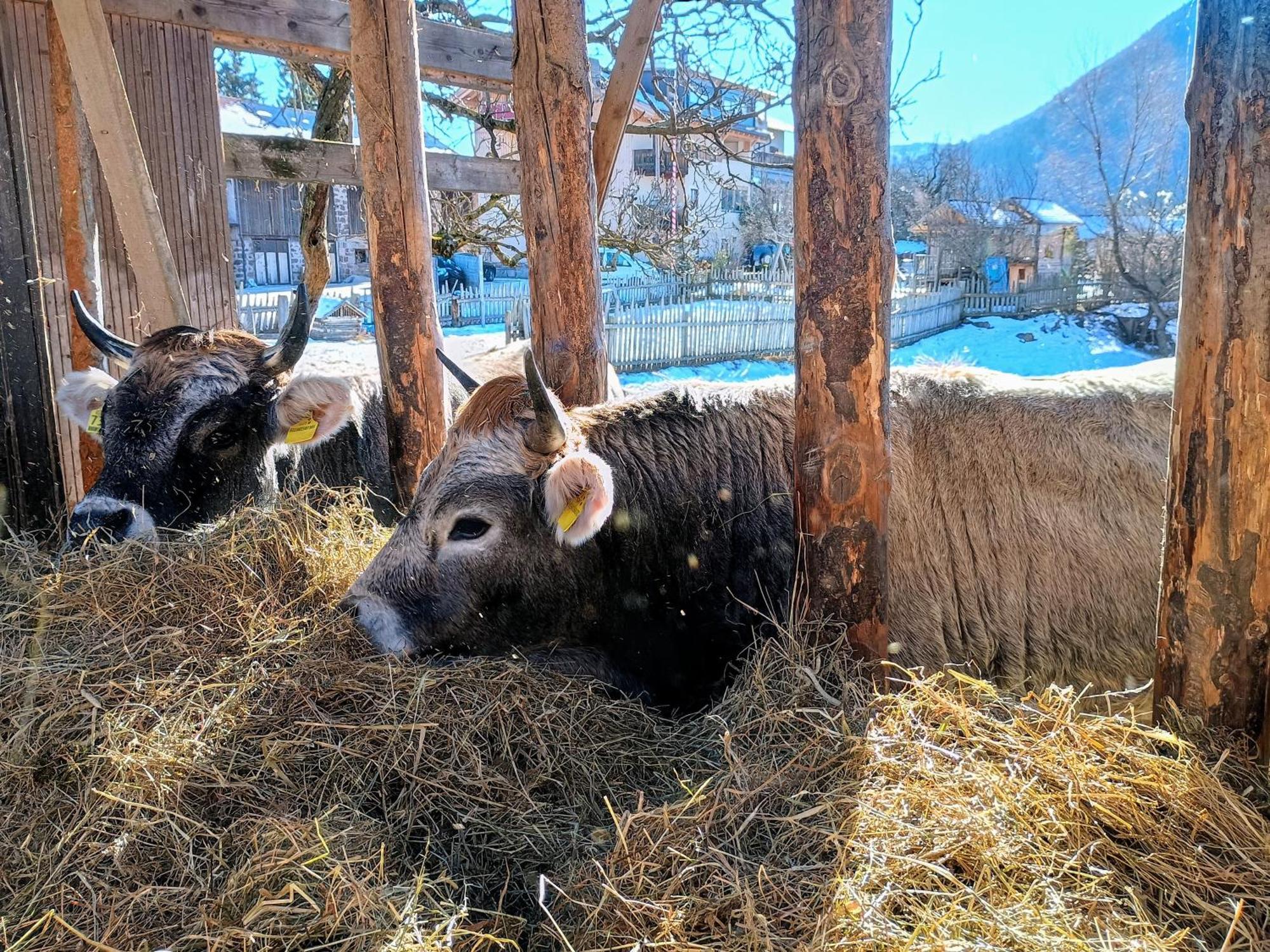 فيلا Koflhof Urlaub Auf Dem Bauernhof ألدينو المظهر الخارجي الصورة